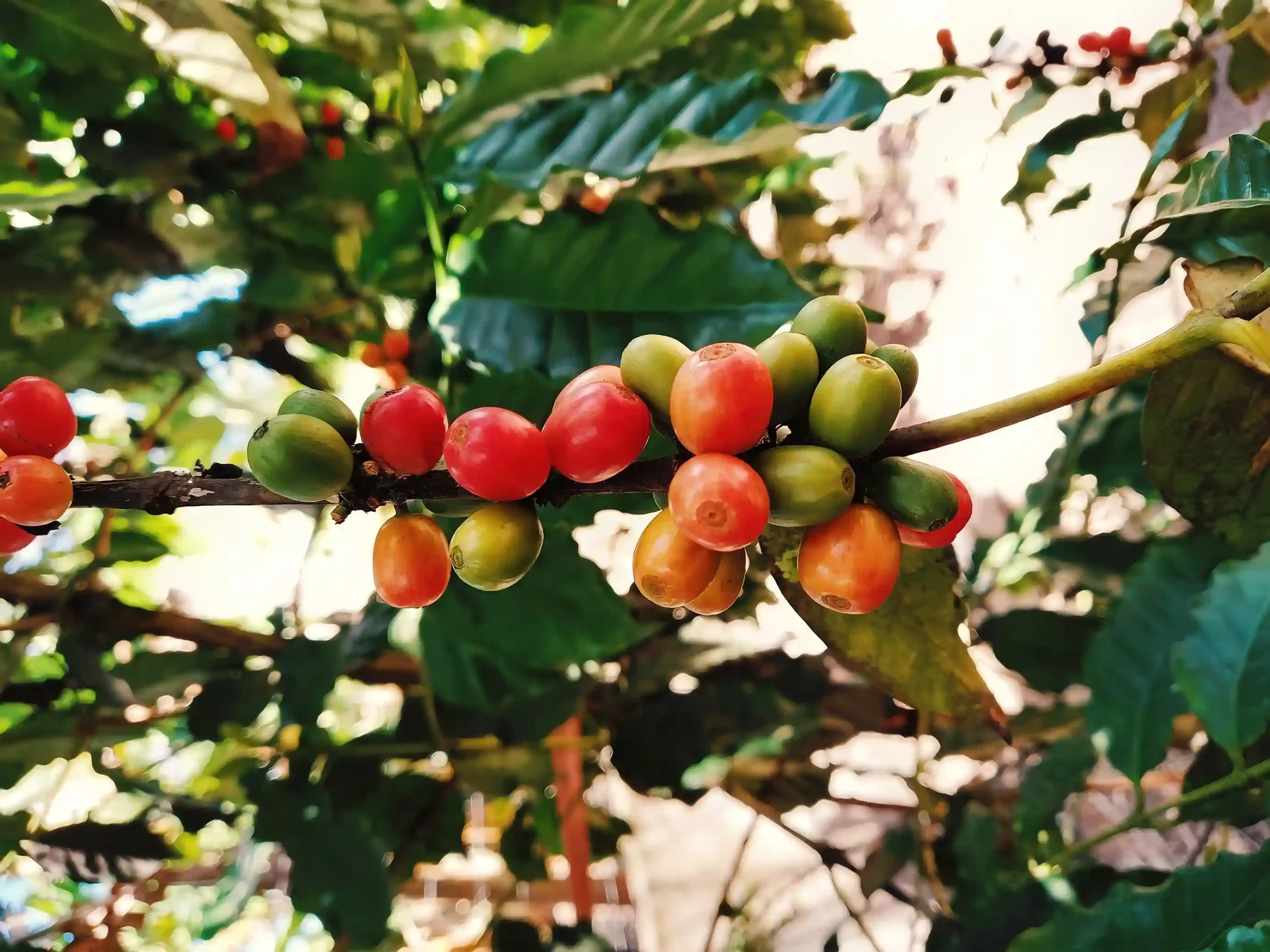 frutos de cafe 
