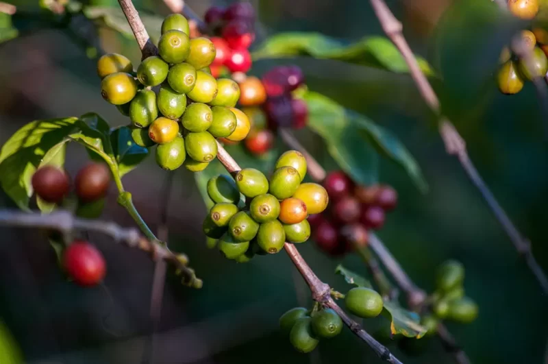 coffe-blends-que-es-como-elaborarlo